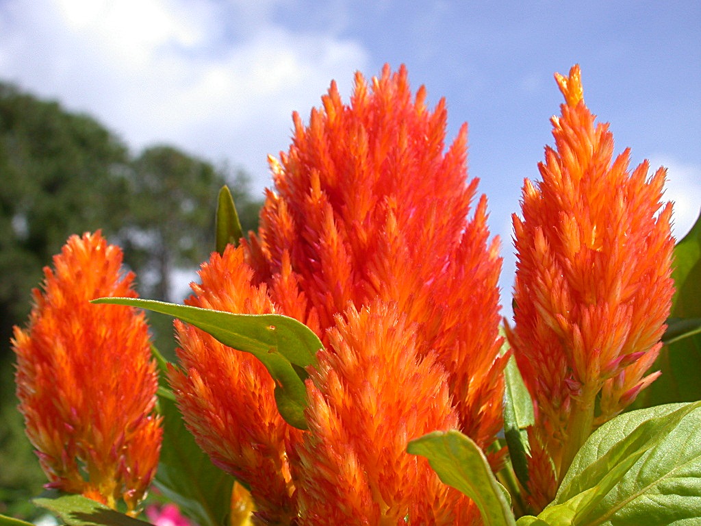 plumed cockscomb